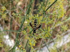 Polistes mongolicus