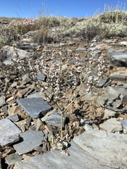 Eriogonum panamintense