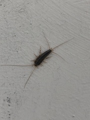 Ctenolepisma lineatum