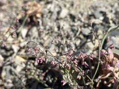 Eriogonum eremicola