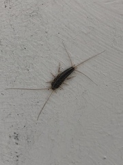 Ctenolepisma lineatum