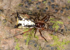 Micrathena necopinata