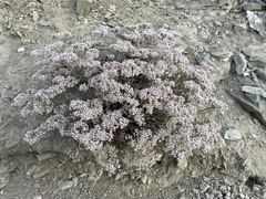 Eriogonum microtheca panamintense