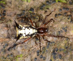 Micrathena necopinata
