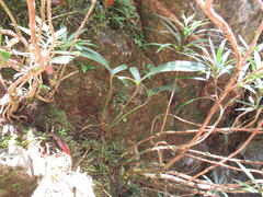 Anthurium angustilobum