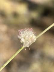 Eriogonum mensicola