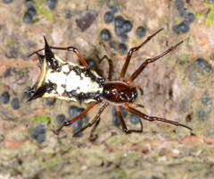 Micrathena necopinata
