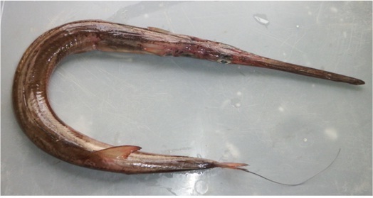Deepwater Cornetfish