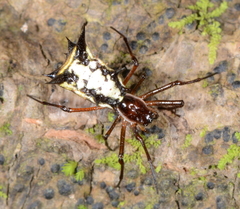 Micrathena necopinata