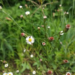 Symphyotrichum expansum