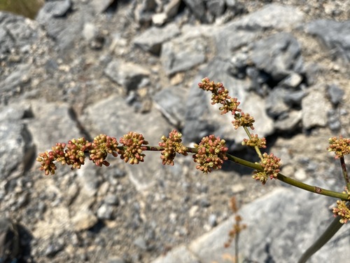 Image of Eriogonum intrafractum by (c) Matt Berger, some rights reserved (CC BY)