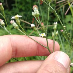 Symphyotrichum expansum