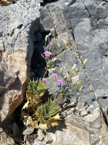 Image of Aliciella ripleyi by (c) Matt Berger, some rights reserved (CC BY)