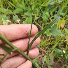 Symphyotrichum expansum