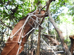 Brunneocorticium corynecarpon