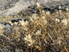 Hecastocleis shockleyi
