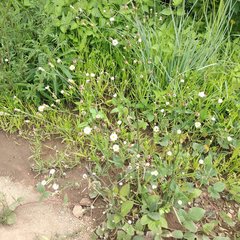 Symphyotrichum expansum