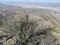 Tetracoccus ilicifolius