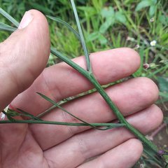 Symphyotrichum expansum