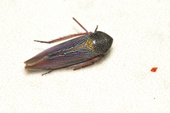 Apogonalia krameri