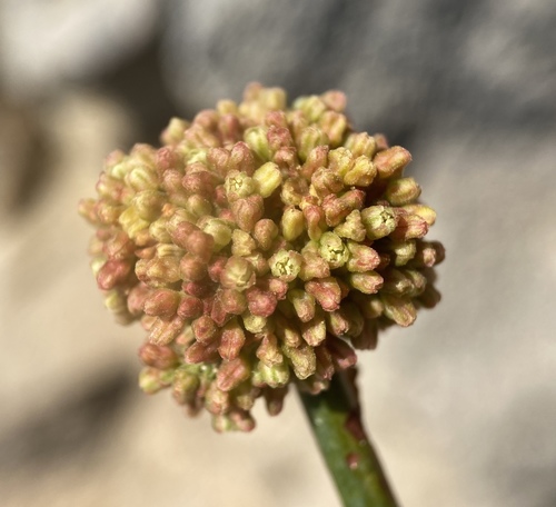 Image of Eriogonum intrafractum by (c) Matt Berger, some rights reserved (CC BY)