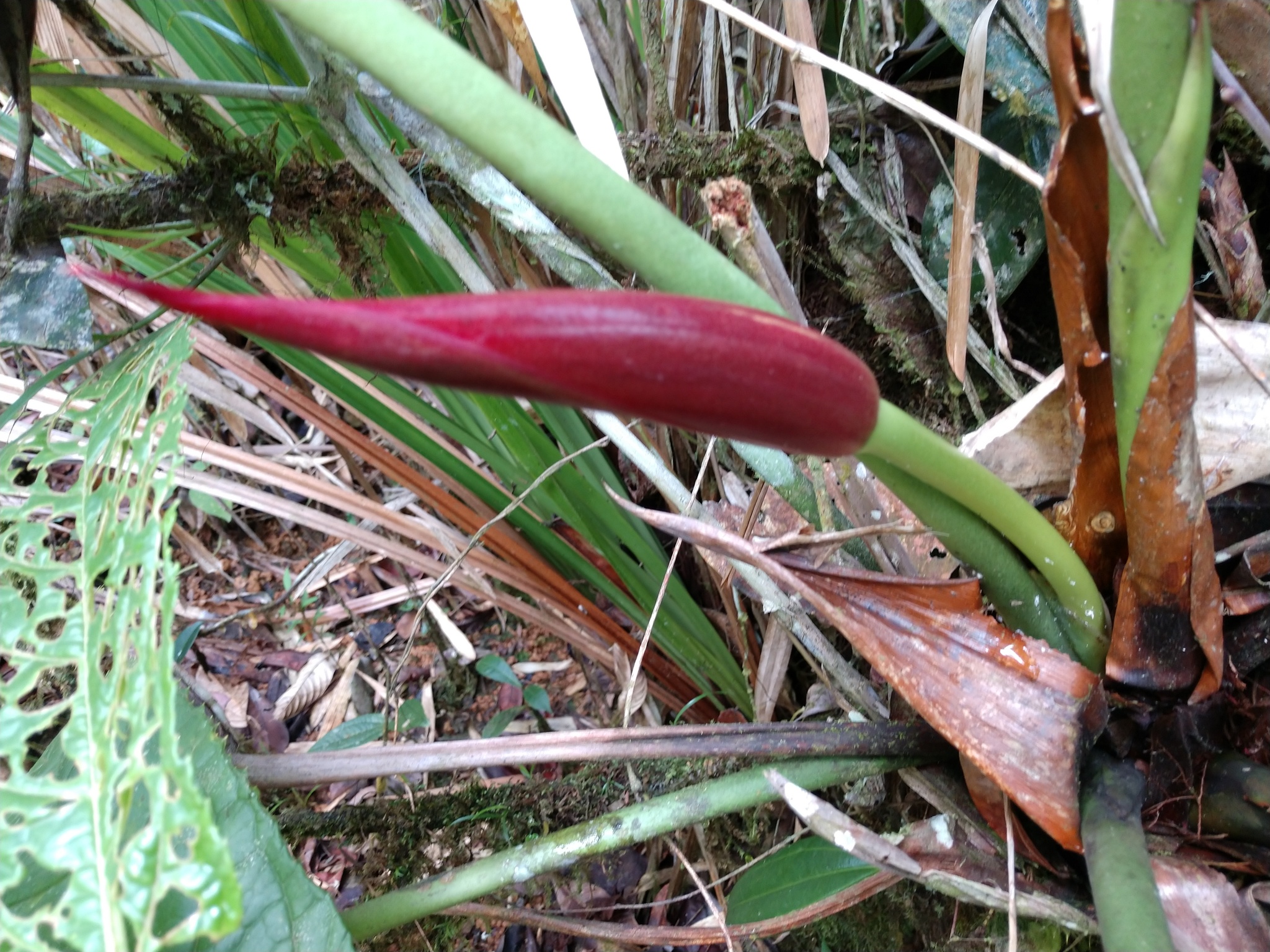 Anthurium kamemotoanum Croat 3