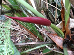 Anthurium kamemotoanum