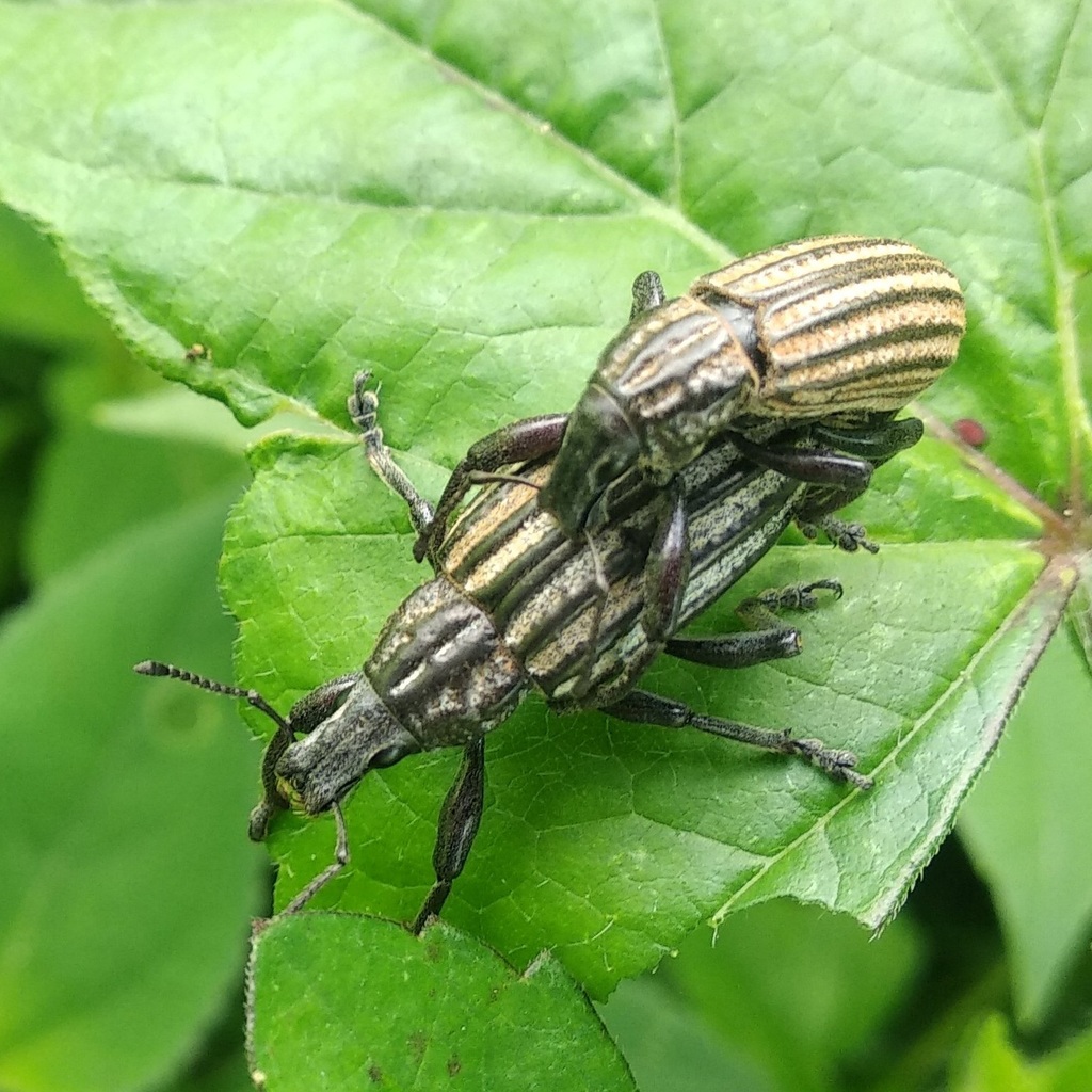 Epicaerus costatus