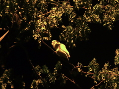 Cacatua goffiniana