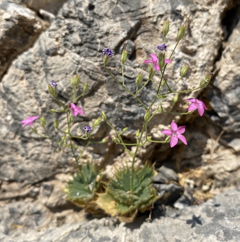 Ripley's gilia (Aliciella ripleyi)