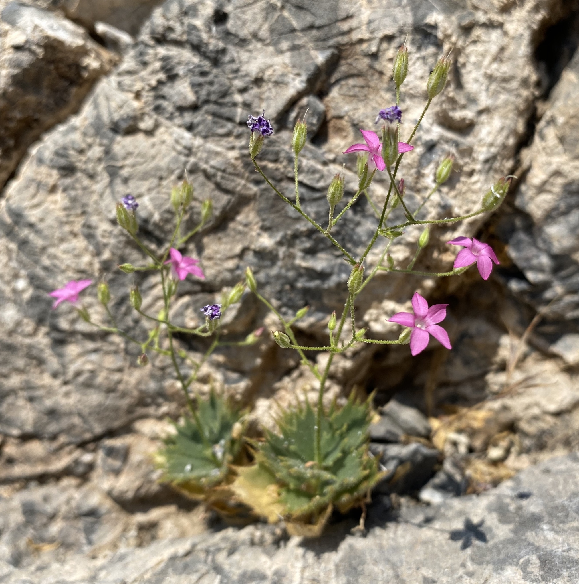 Aliciella ripleyi