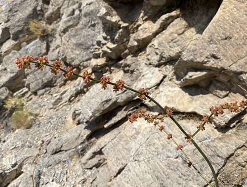 Image of Eriogonum intrafractum by (c) Matt Berger, some rights reserved (CC BY)