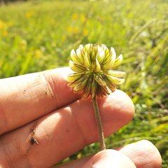 Trifolium hickeyi