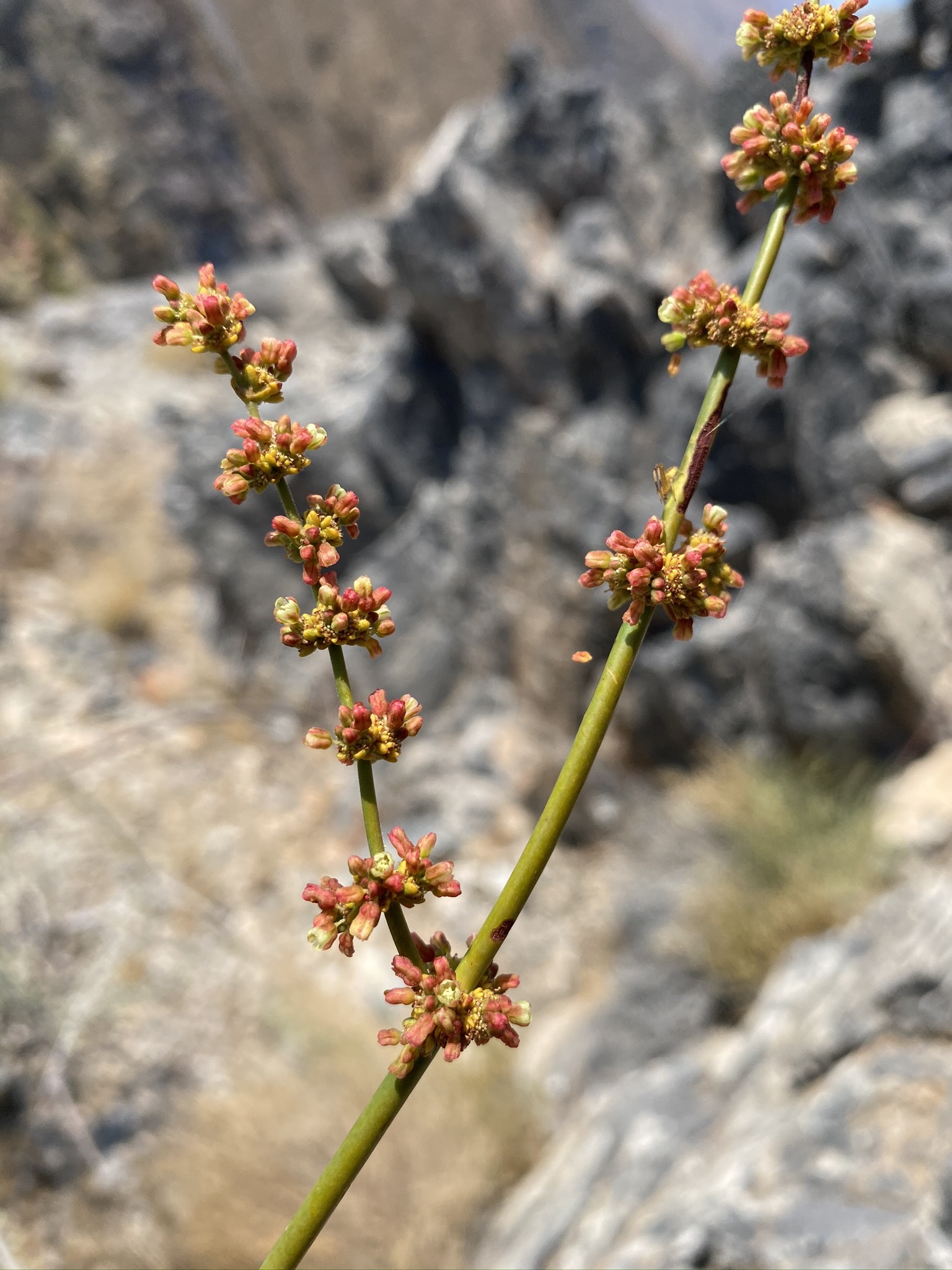 Eriogonum intrafractum