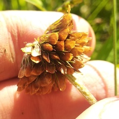 Trifolium hickeyi