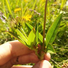 Trifolium hickeyi