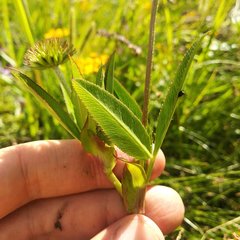 Trifolium hickeyi