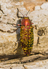 Buprestis confluenta