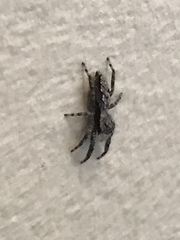 Platycryptus undatus