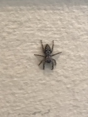 Platycryptus undatus