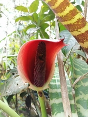 Anthurium kamemotoanum