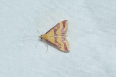 Pyrausta sanguinalis