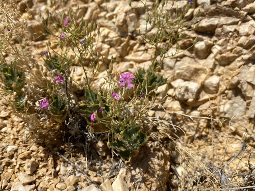 Ripley's gilia (Aliciella ripleyi)