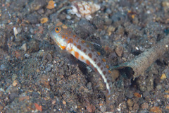 Valenciennea puellaris