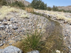 Fimbristylis thermalis