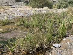 Fimbristylis thermalis