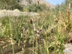 Fimbristylis thermalis