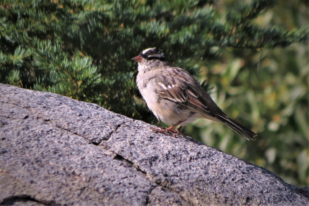 White-crowned Sparrow (oriantha)