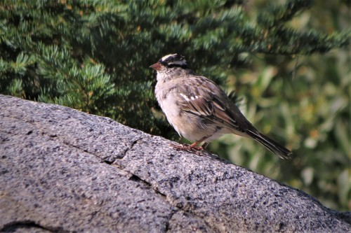 White-crowned Sparrow (oriantha)