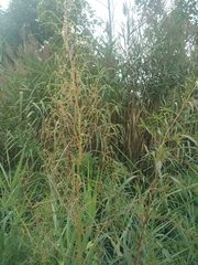Amaranthus cannabinus